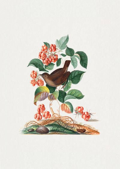 Eurasian Wren by James Bolton