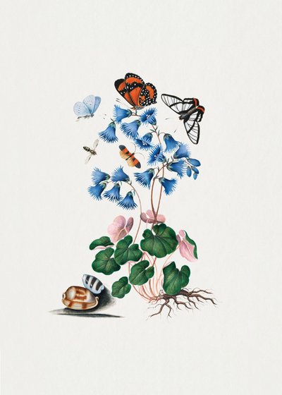 Soldanella by James Bolton