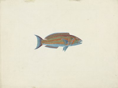 A Fish, El Hudderi Imbo by James Bruce