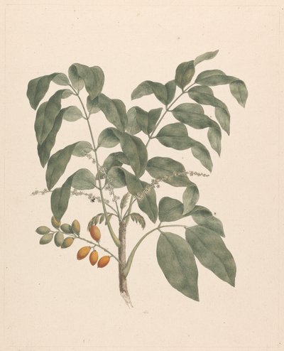 Brucea antidysenterica J. Miller (James Bruce