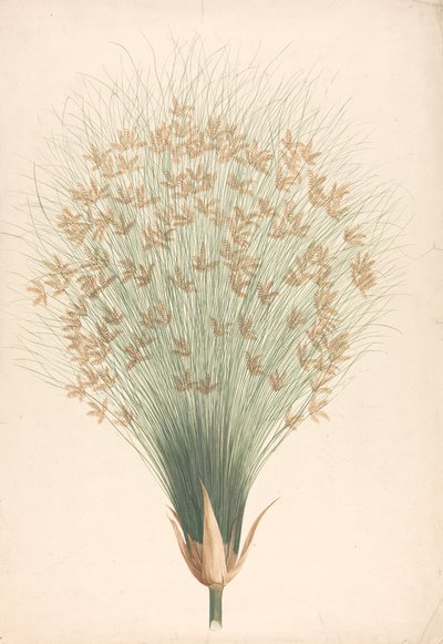 Cyperus Papyrus L. (Papyrus Sedge): Finished Drawing of Inflorescence by James Bruce