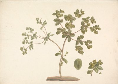 Euphorbia helioscopia L. (Sun Spurge): finished drawing of flowering plant with details of flowers and leaf and fruit by James Bruce