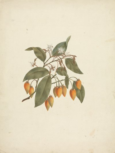 Mimusops kummel A. DC.: Finished Drawing with Some Flowers by James Bruce