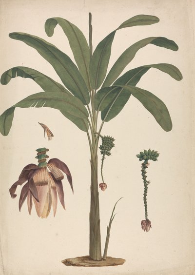 Musa x sapientum L. (Banana): finished drawing with details of inflorescence by James Bruce