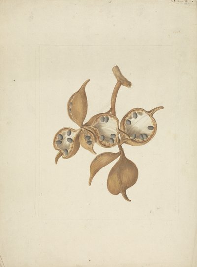 Sterculia africana (Lour.) Fiori: Finished Drawing of Stem with Seed Pods, Some Open Showing Seeds by James Bruce
