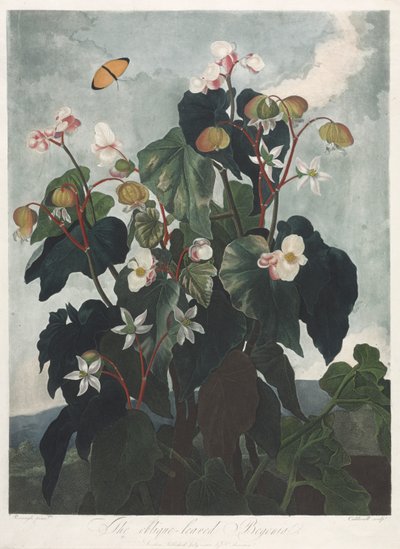 The Temple of Flora, or Garden of Nature: The Oblique-leaved Begonia by James Caldwall