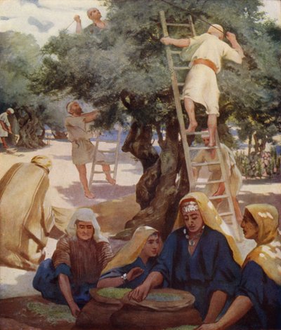 Olive Yard by James Clark