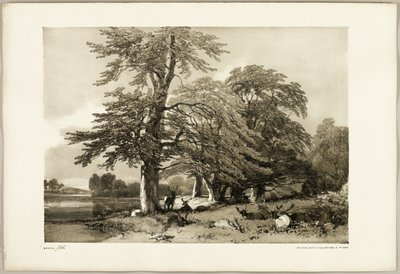 Beech, from The Park and the Forest by James Duffield Harding