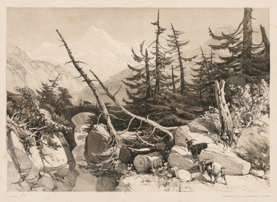 Pine Trees and Bridge, 1841 by James Duffield Harding