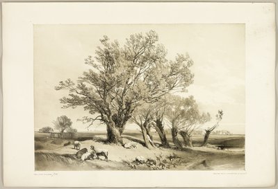 Pollard Willow, from The Park and the Forest by James Duffield Harding