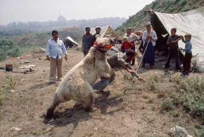 A Gypsy Bear Act Rehearses for a Carnival with Romani People, Near Istanbul, Turkey by James L Stanfield
