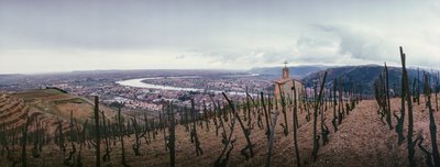 A vineyard overlooks the city and the Rhone River by James L Stanfield