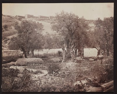 Gethsemane [Jerusalem. Mount of Olives] by James Robertson