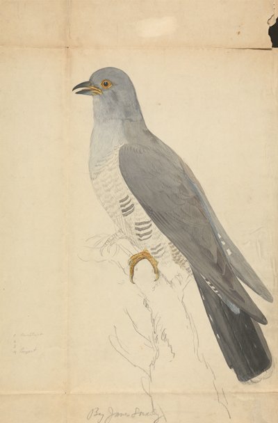 A Dove by James Sowerby