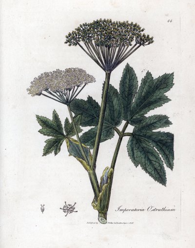 Common masterwort, Imperatoria ostruthium by James Sowerby