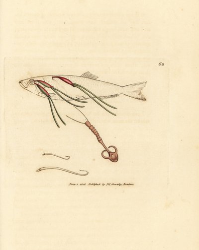 Blood-feeding copepod parasite on a spray