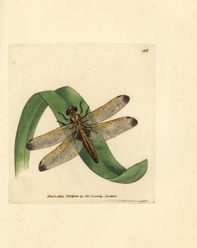Blue chaser, Libellula fulva by James Sowerby