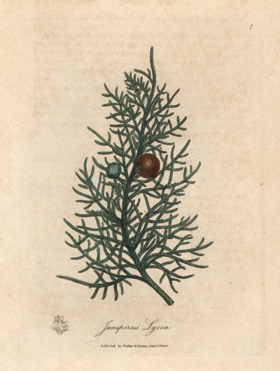 Branch and berries of the cedar tree, Juniperus lycia by James Sowerby