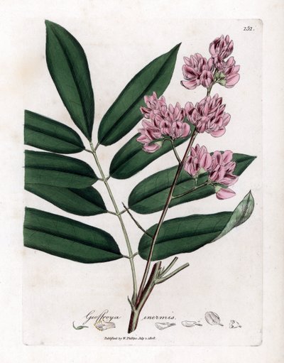 Cabbage Tree or Cabbage Bark, Andira inermis (Handcoloured copperplate engraving) by James Sowerby