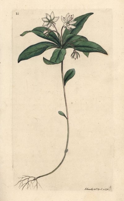 Chickweed Winter-green by James Sowerby