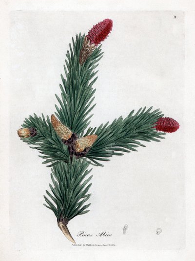 Common Epicea - Norway spruce, Pinus abies by James Sowerby