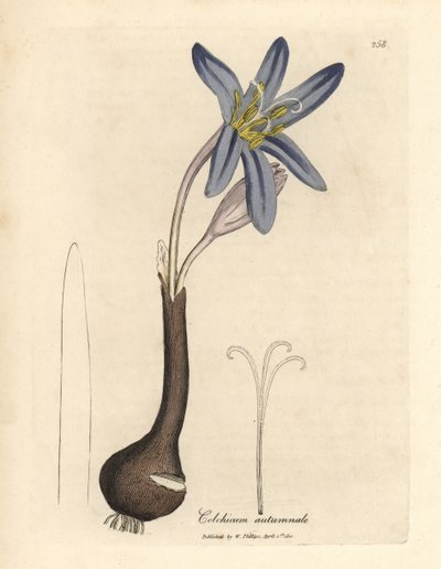 Common Meadow Saffron, Colchicum autumnale by James Sowerby