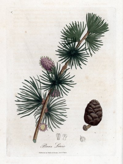 Common or European Meleze - European Larch Tree, Larix Decidua by James Sowerby