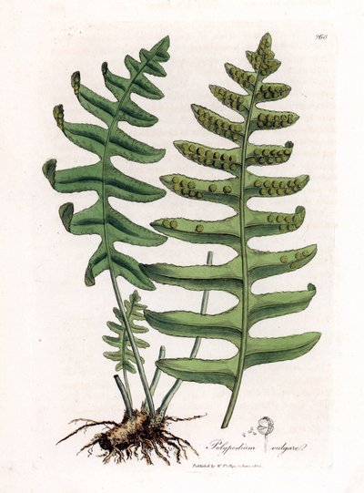 Common Polypoda or Wood Liquorice (Fern) - Common Polypody, Polypodium Vulgare by James Sowerby
