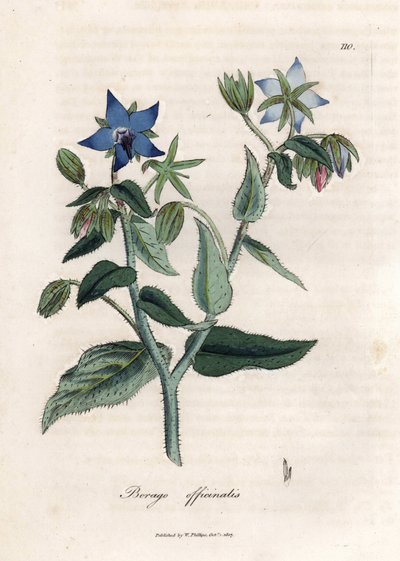 Compendial Borage by James Sowerby