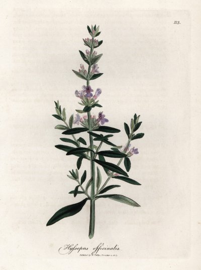 Compendial hyssop by James Sowerby