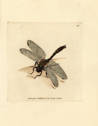 Downy emerald dragonfly, Cordulia aenea by James Sowerby