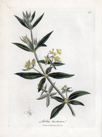 Dyer