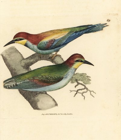 European bee-eater, Merops apiaster. Male and female by James Sowerby