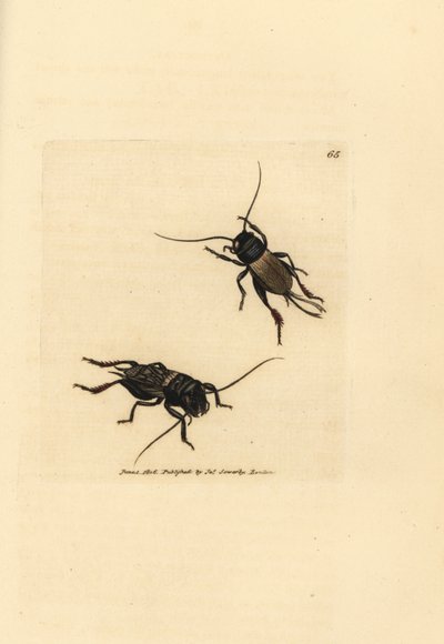Field cricket, Gryllus campestris (Accheta campestris) by James Sowerby