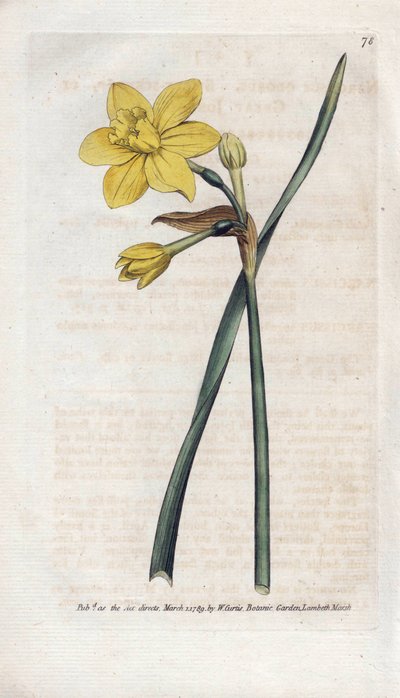 Fragrant daffodil or fragrant narcissus (Lithography by James Sowerby, from the Botanical Magazine by William Curtis) by James Sowerby