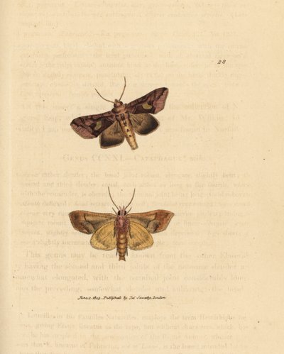 Gold spangle moth, Autographa bractea (Phalaena Noctua bractea) by James Sowerby