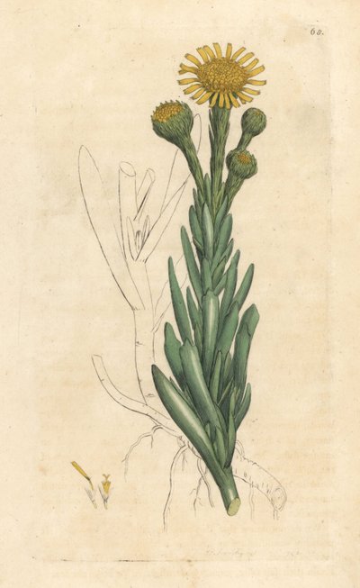 Golden Samphire by James Sowerby