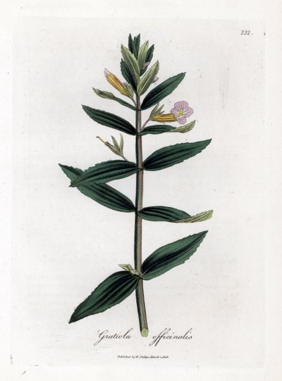Gratiole Officinale or Hedge-hyssop, Gratiola officinalis (Handcoloured copperplate engraving) by James Sowerby