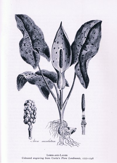Herb Paris, Nature in Britain by James Sowerby