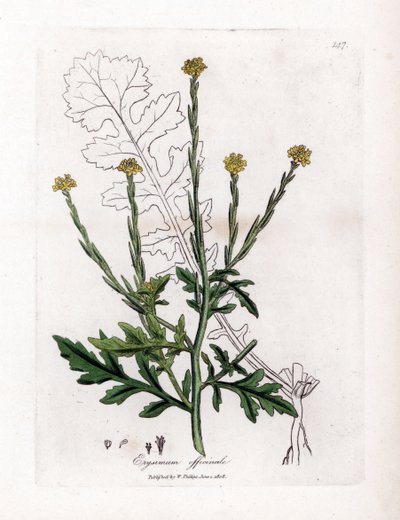 Herb with singers or grass of hedges or velar - Hedge mustard, Erysium officinale by James Sowerby