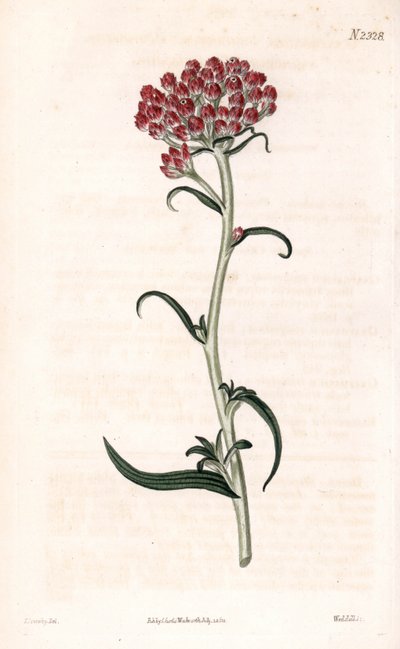 Immortelle star (Handcoloured copperplate engraving by Weddell after an illustration by James Sowerby from Samuel Curtis