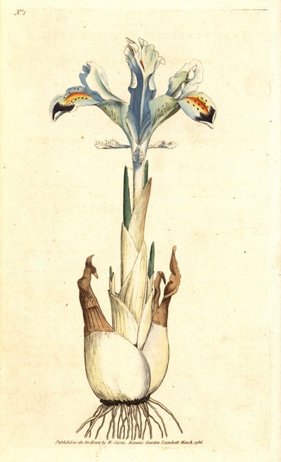 Iris (Persian rose) - Persian iris, Iris persica by James Sowerby