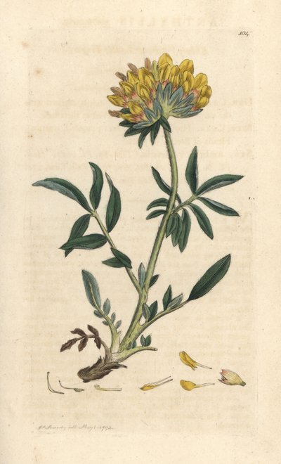 Kidney vetch or ladies finger, Anthyllis vulneraria by James Sowerby