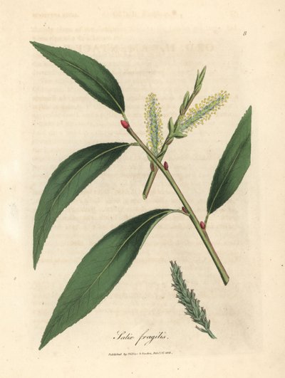 Leaves and Catkins of the Crack Willow Tree by James Sowerby