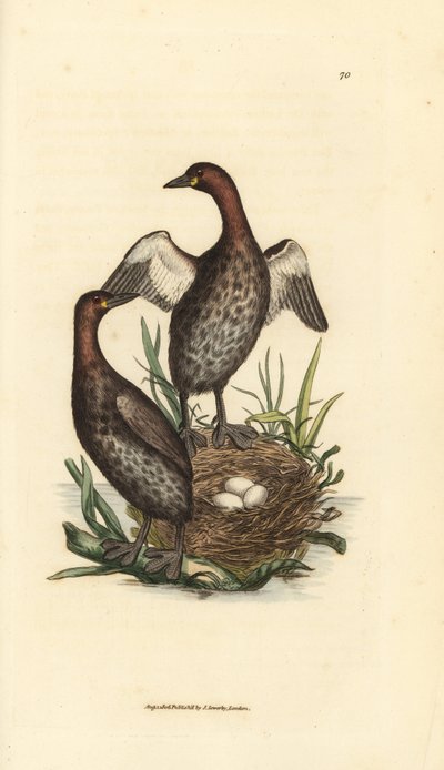 Little grebe, Tachybaptus ruficollis (Small black-chinned grebe, Colymbus hebridicus?). Pair on nest with three eggs by James Sowerby