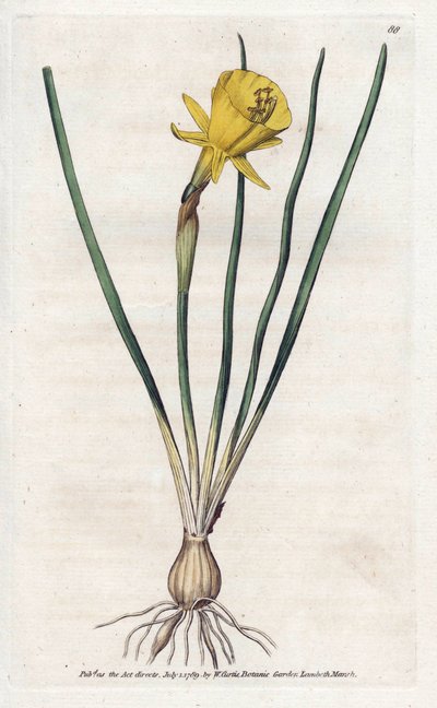 Medusa Trumpet by James Sowerby
