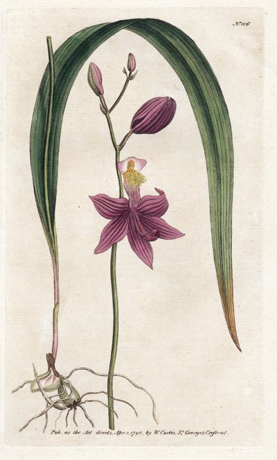 Orchid: calopogon tuberus (Lithography by James Sowerby, from William Curtis