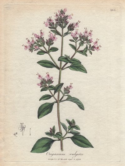 Oregano by James Sowerby
