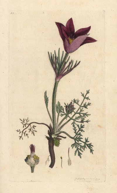 Pasqueflower, Anemone pulsatilla by James Sowerby