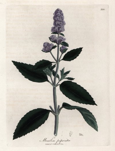 Peppermint by James Sowerby